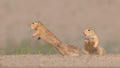 Ground squirrel fighting Poster och Canvastavla