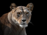 Lioness Portrait Poster och Canvastavla
