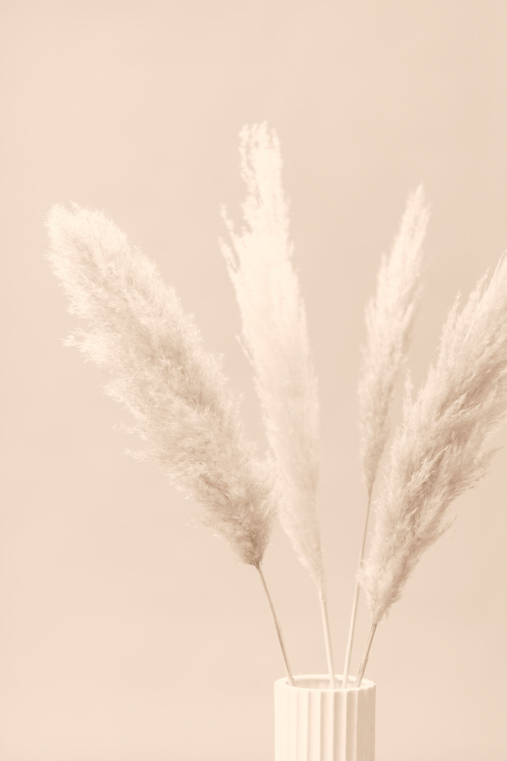 Pampas Grass Beige 05 Poster och Canvastavla
