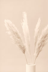 Pampas Grass Beige 05 Poster och Canvastavla
