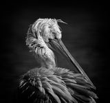 Pelican Poster och Canvastavla