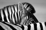 Curious Zebra Poster och Canvastavla
