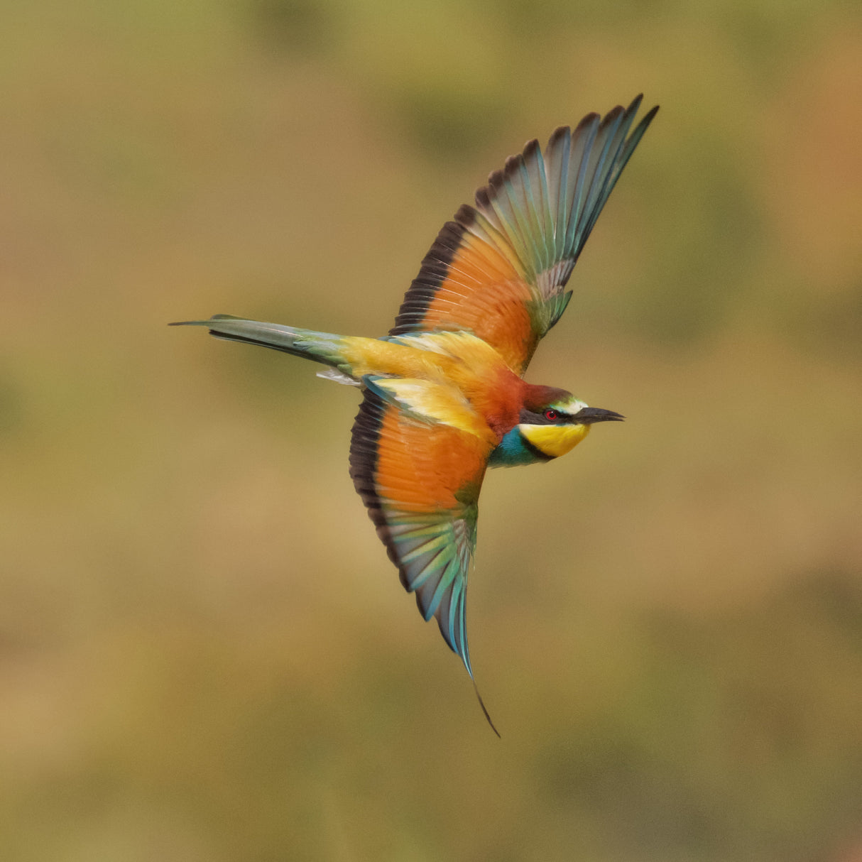 Bee-eater Poster och Canvastavla
