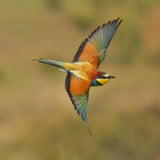 Bee-eater Poster och Canvastavla