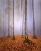 Lost In The Fog Poster och Canvastavla