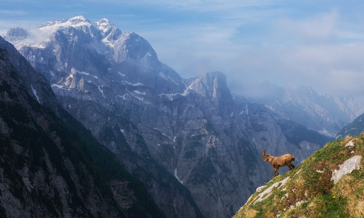 High in the mountains Poster och Canvastavla