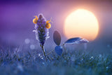 Snail Waiting for Sunrise Poster och Canvastavla