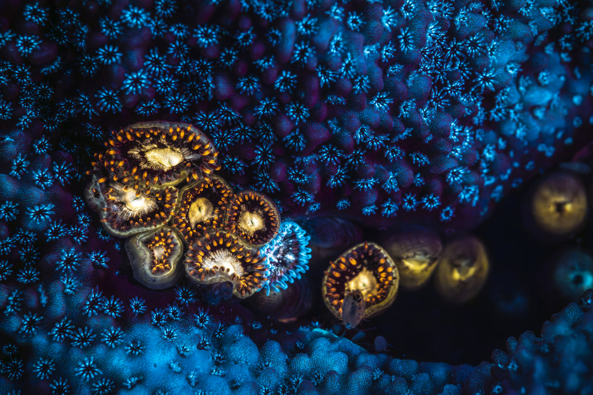 Anemone and Fluorescent Coral Poster och Canvastavla
