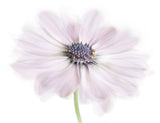 Cape Daisy Poster och Canvastavla