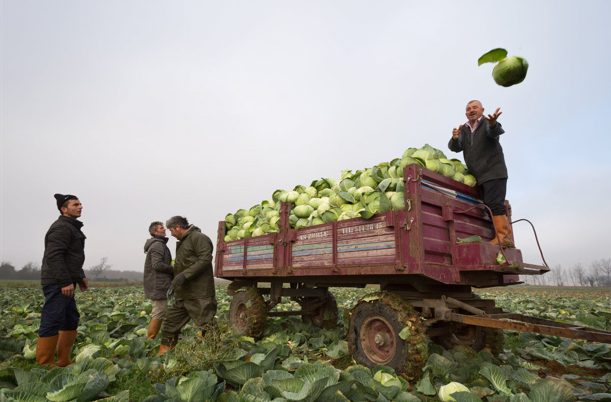 cabbage harvest Poster och Canvastavla