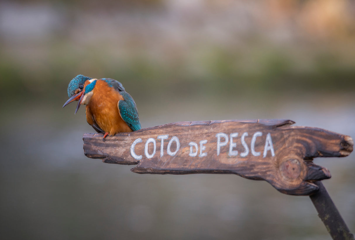 Fishing preserve Poster och Canvastavla