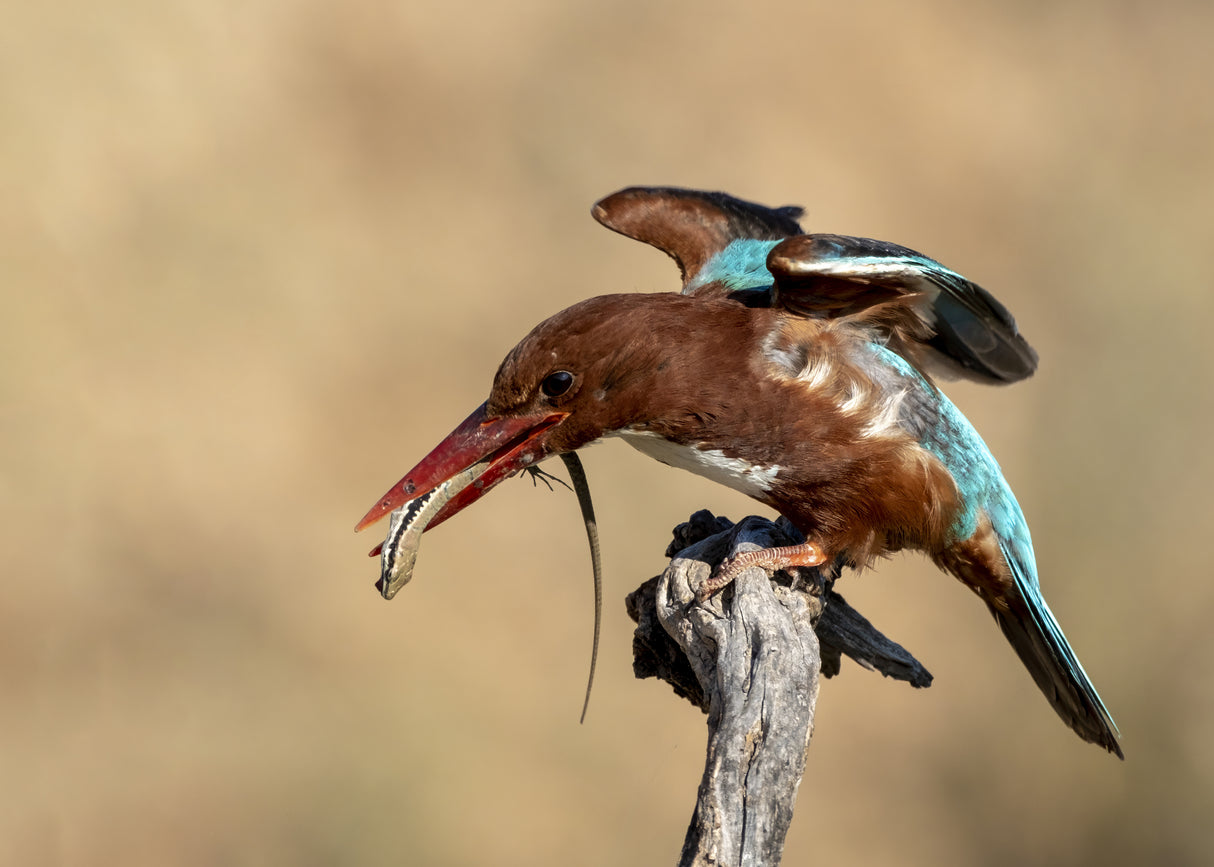 Kingfisher Poster och Canvastavla