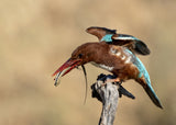 Kingfisher Poster och Canvastavla