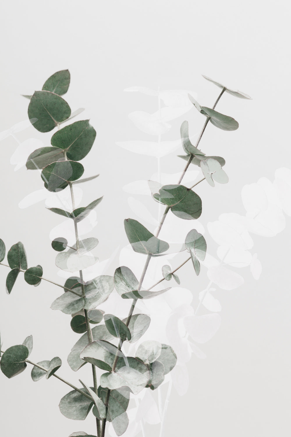 Eucalyptus Creative 02 Poster och Canvastavla