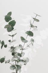 Eucalyptus Creative 02 Poster och Canvastavla