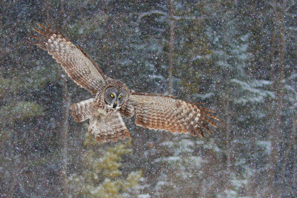 Great Grey Owl in Snowfall Poster och Canvastavla