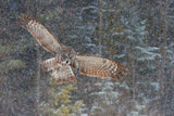 Great Grey Owl in Snowfall Poster och Canvastavla