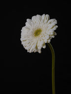 Beautiful flower Poster och Canvastavla