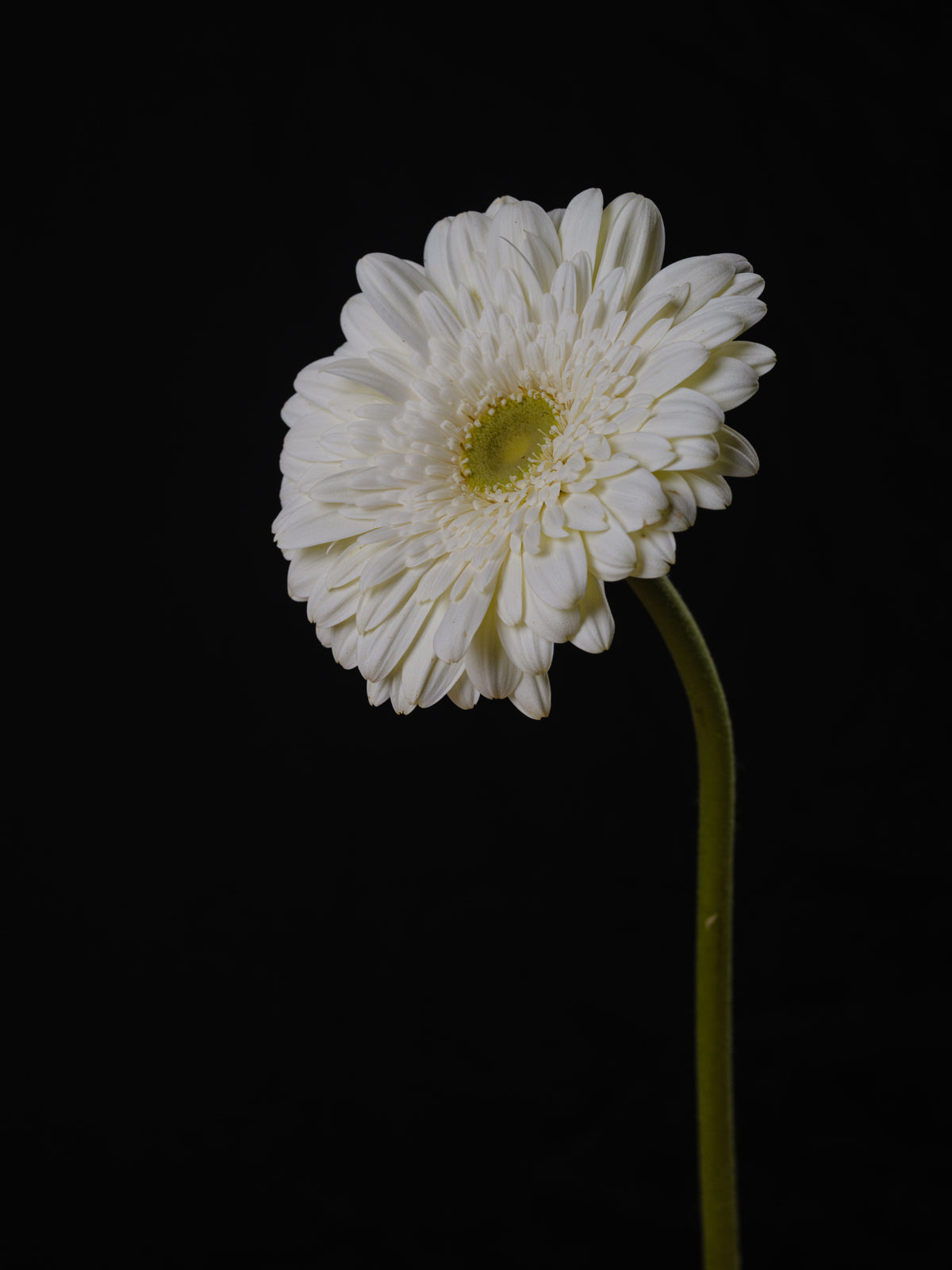 Beautiful flower Poster och Canvastavla