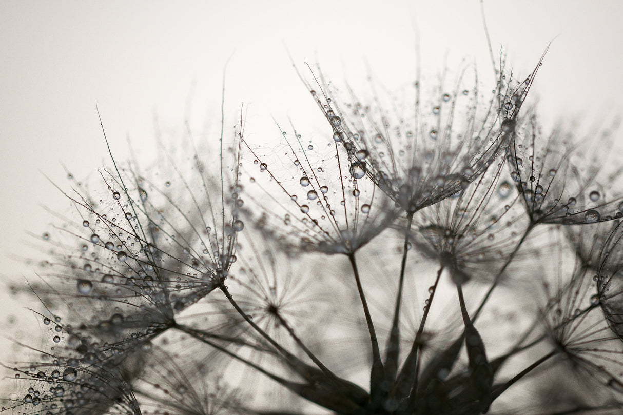 Fluff with dew Poster och Canvastavla