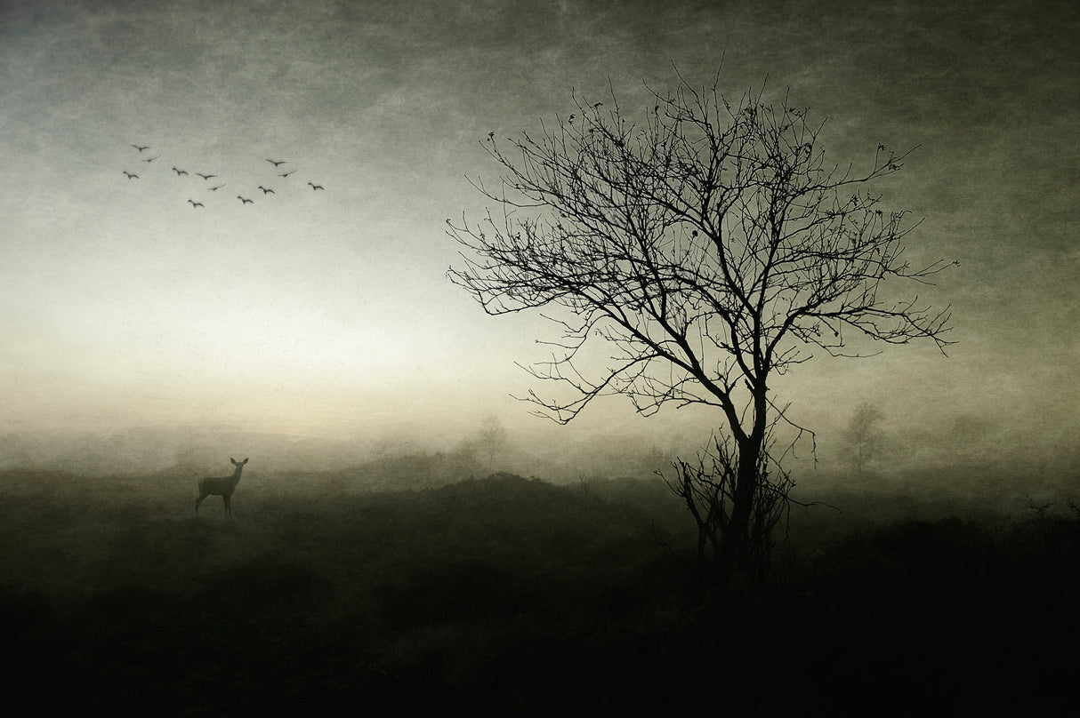 Dawn.......... Poster och Canvastavla