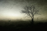 Dawn.......... Poster och Canvastavla