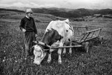 In the field Poster och Canvastavla