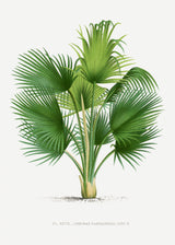 Xxvii Thrinax B Poster och Canvastavla