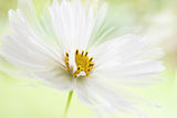 Winter White Poster och Canvastavla