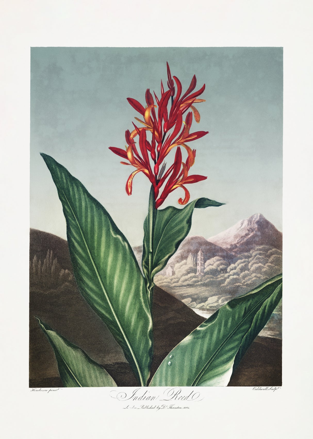 Indian Reed from The Temple of Flora (1807) Poster och Canvastavla