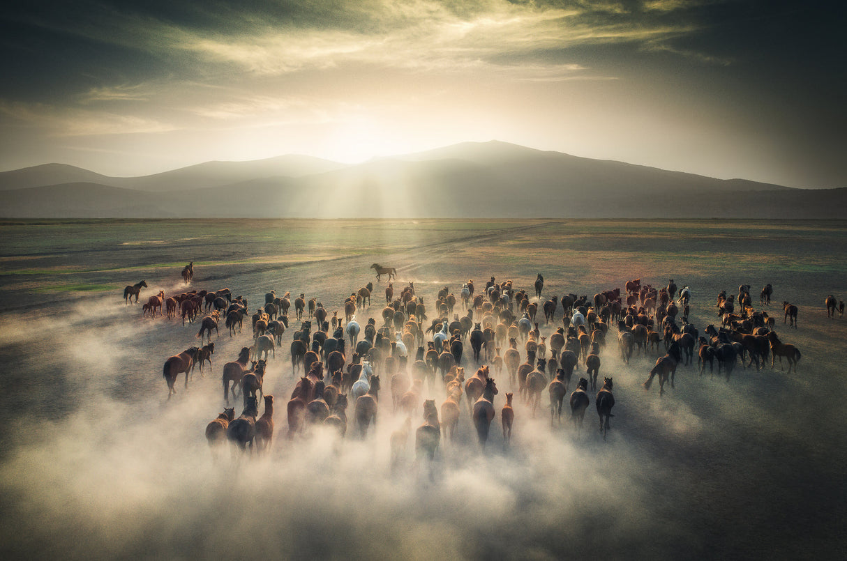 Wild Horses Poster och Canvastavla