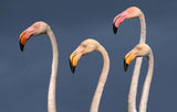 Flamingos Close Up Poster och Canvastavla
