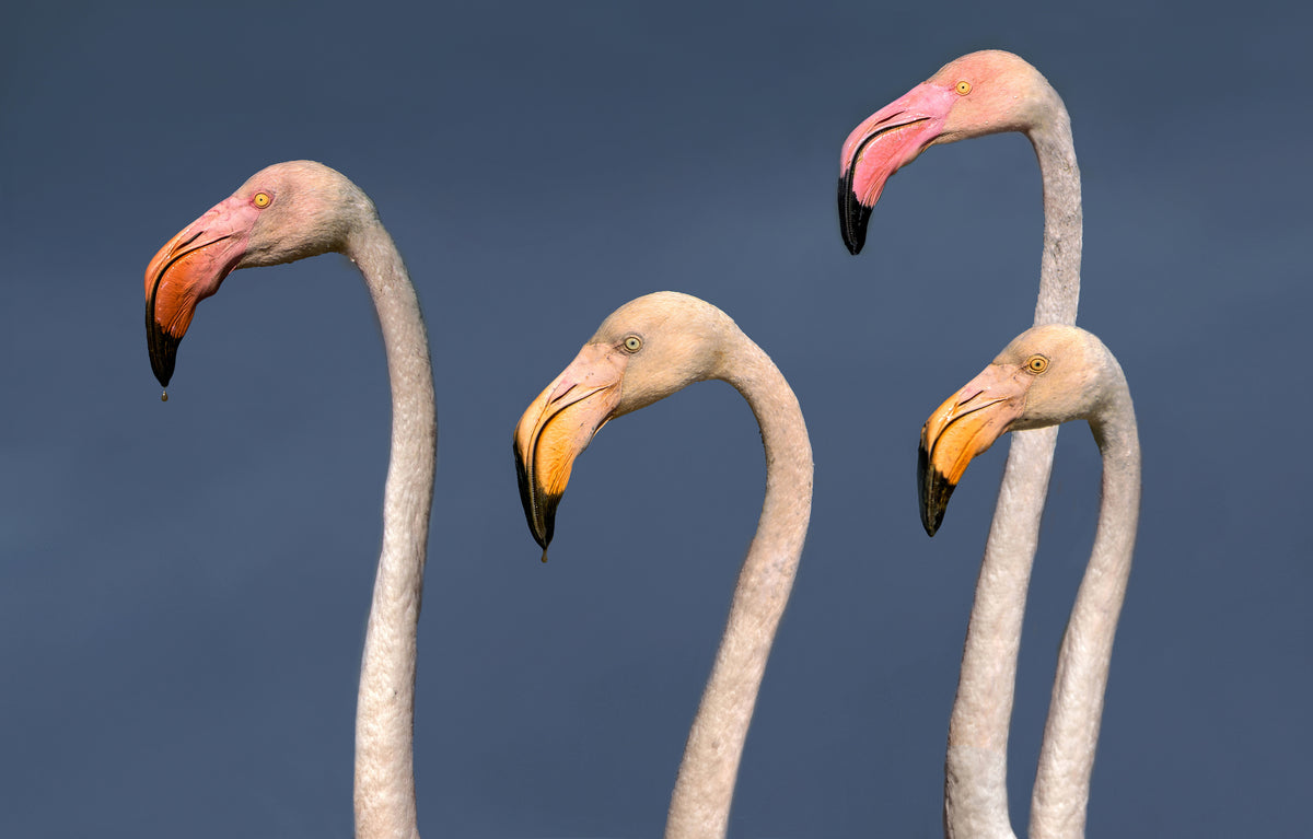 Flamingos Close Up Poster och Canvastavla