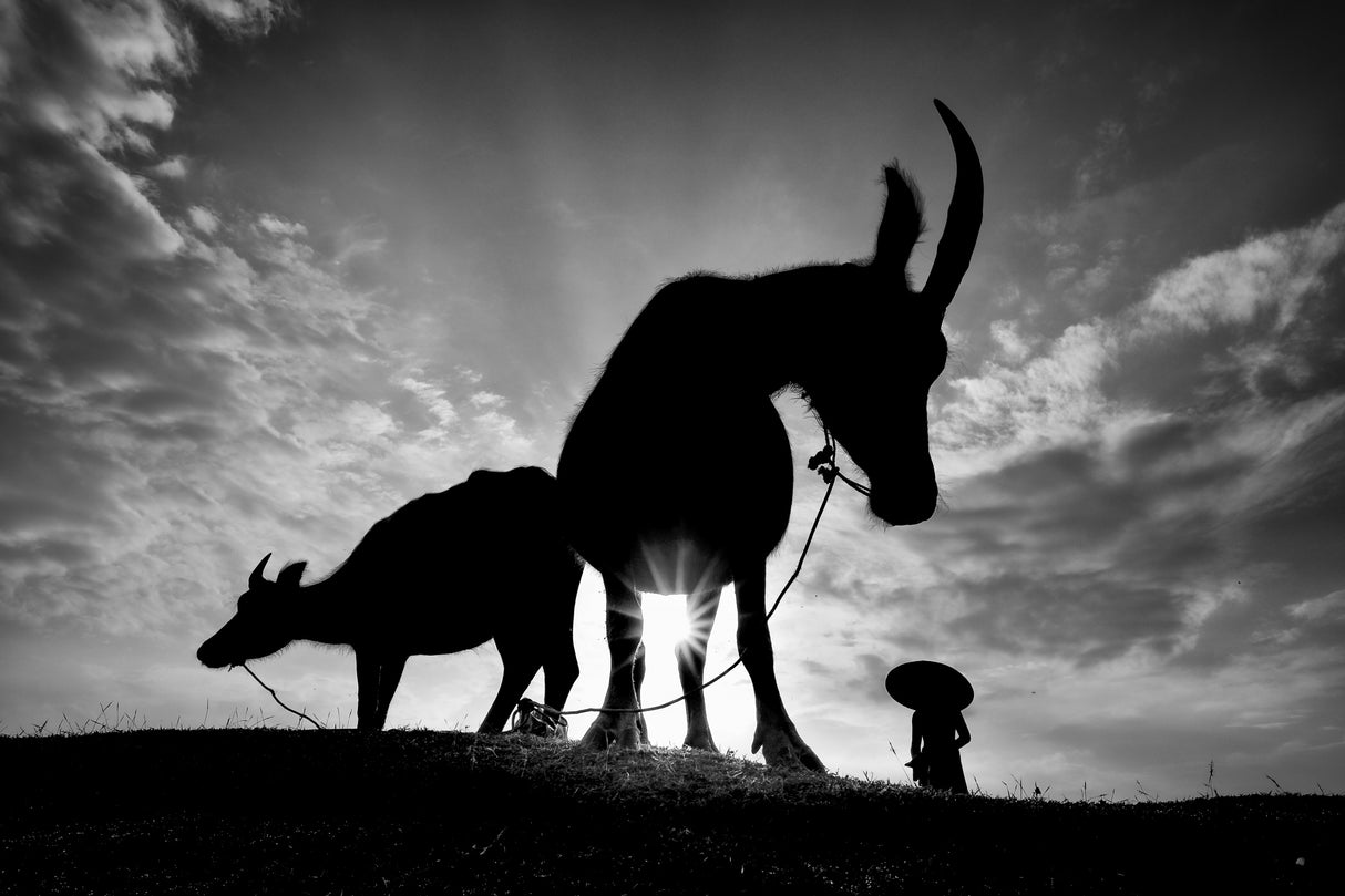 Herding Buffalos Poster och Canvastavla