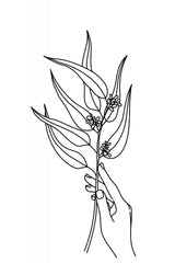 Seeded eucalyptus line art Poster och Canvastavla