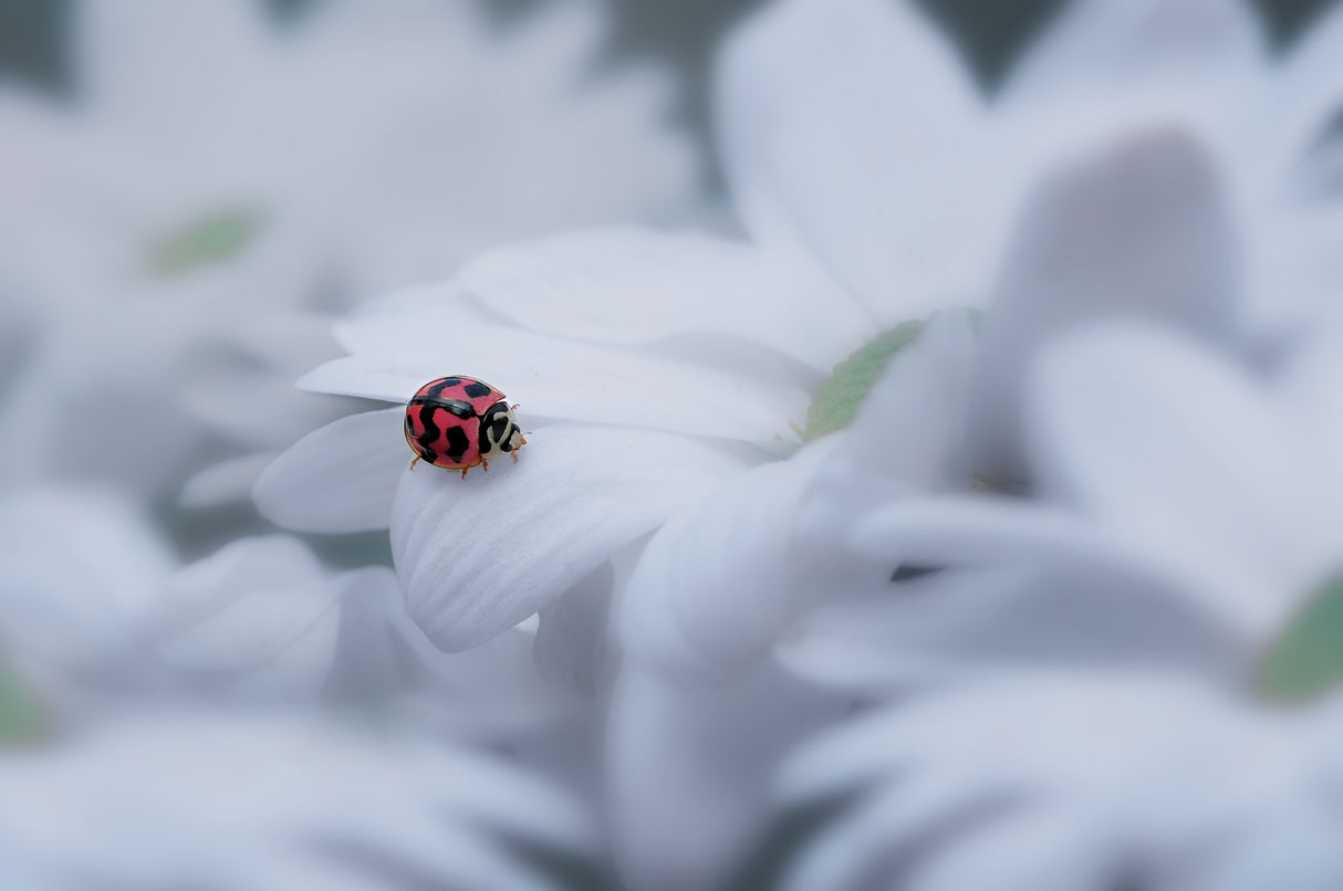 Beautiful Ladybug Poster och Canvastavla