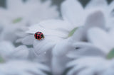 Beautiful Ladybug Poster och Canvastavla