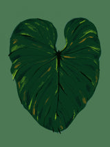 Philodendron Gloriosum Green Poster och Canvastavla