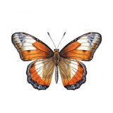 Butterfly 34 Poster och Canvastavla