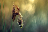 Creation of new life Poster och Canvastavla