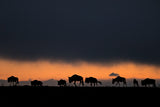 First light in Africa Poster och Canvastavla