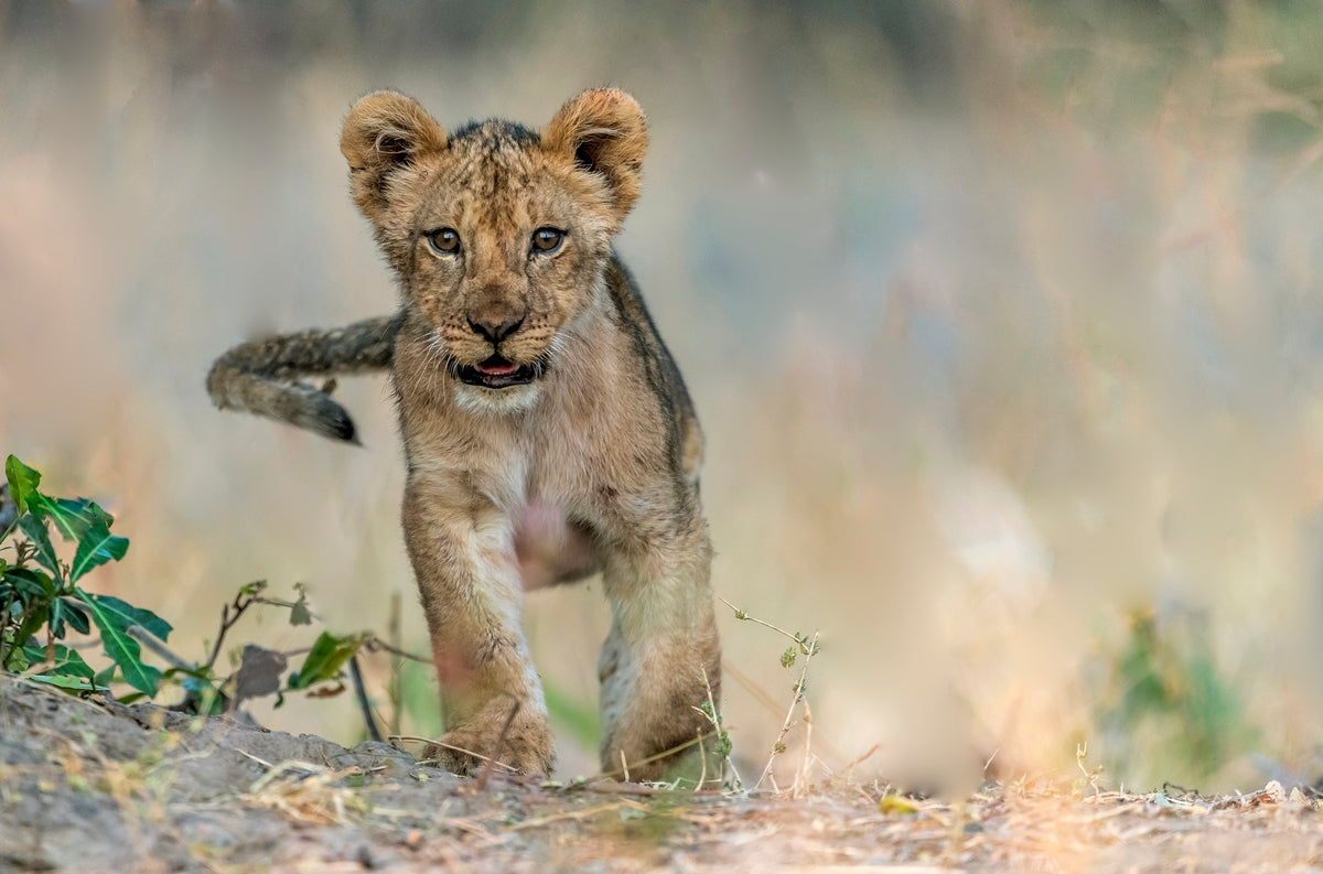 Cub - South Luangwa Poster och Canvastavla