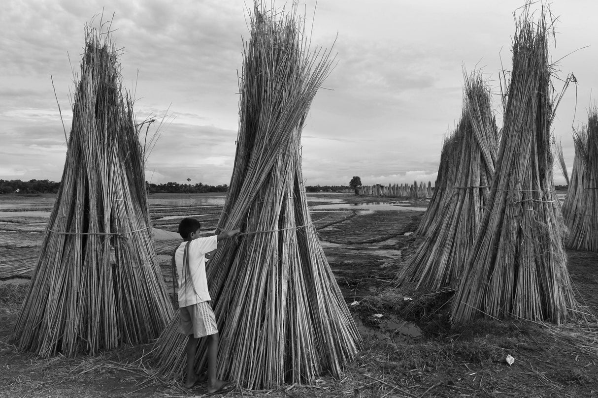 A little boy in the jute processing field Poster och Canvastavla