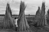 A little boy in the jute processing field Poster och Canvastavla