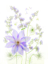 Purple Clematis Poster och Canvastavla