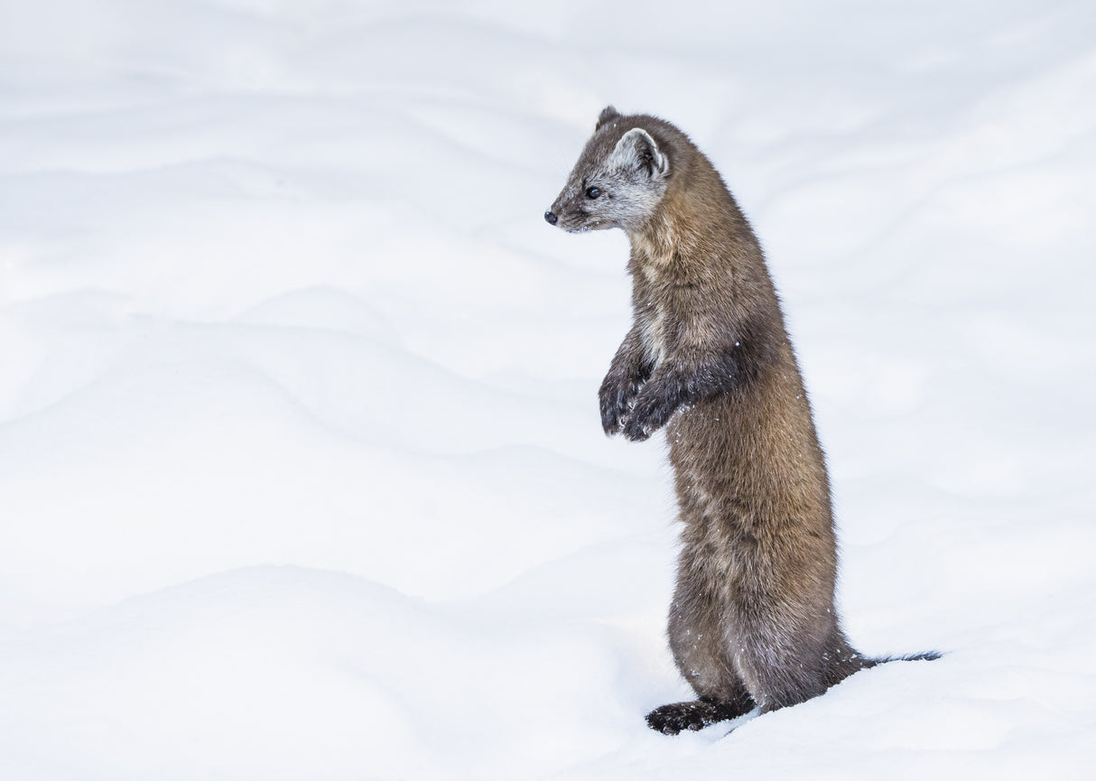 Pine Marten 2 Poster och Canvastavla