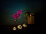Orchid and sea shells Poster och Canvastavla