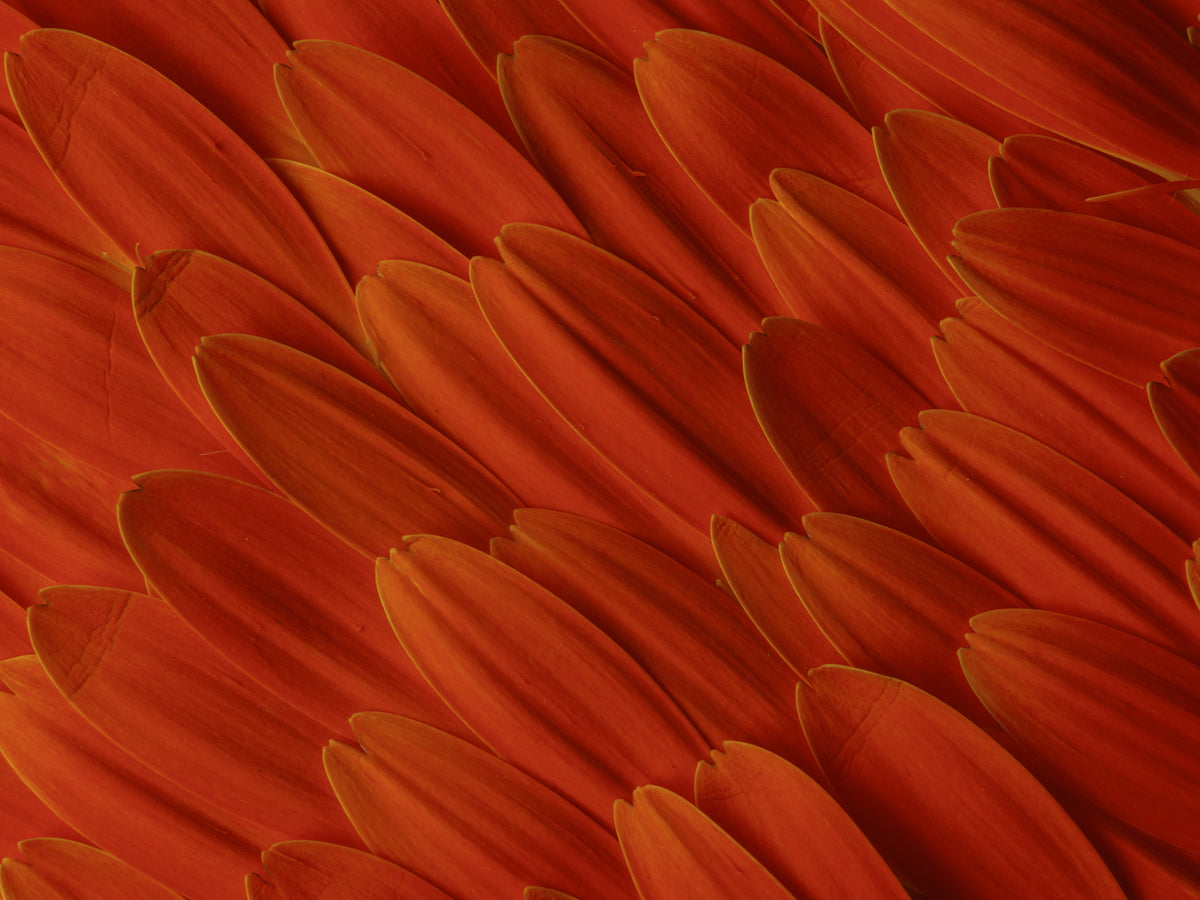 flower petals Poster och Canvastavla
