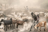 Young goat herder at work Poster och Canvastavla