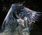 Fresh out of Water Poster och Canvastavla